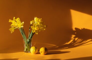 daffodils-6523446_1280